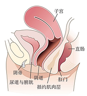 如何判断小阴唇肥大呢？